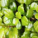 Plectranthus verticillatus برگ