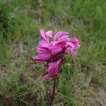 Pedicularis pyrenaica Квітка