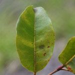 Syzygium borbonicum Leaf