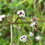 Sanicula europaea Flower