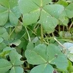 Medicago arabica Leaf