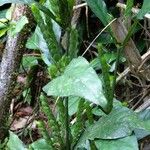 Justicia refractifolia Hábito