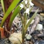 Zeuxine strateumatica Flower
