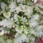 Acanthus mollis Облик