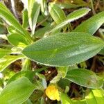 Scorpiurus vermiculatus Leaf