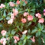 Impatiens balsamina Flor