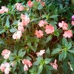 Impatiens balsamina Květ