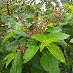 Ocimum gratissimum Blad