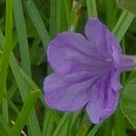 Ruellia ciliatiflora Blomma