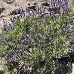 Lavandula minutoliiFlor