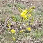 Cyrtopodium flavum Flower