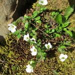 Saxifraga androsacea List