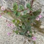 Persicaria capitata Blüte