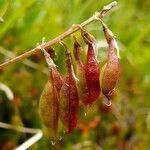 Astragalus australis Frukto