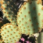 Opuntia aciculata Ліст