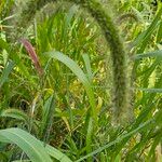 Setaria italicaফুল