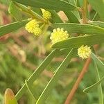 Acacia longifolia Λουλούδι