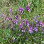 Vicia villosaFlower