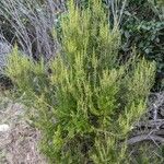 Erica arborea Lapas