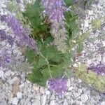 Salvia verticillata Leaf