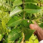 Harungana madagascariensis Hoja
