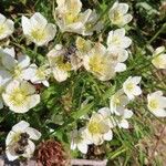 Parnassia palustrisCvet