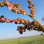 Atriplex micrantha ഫലം