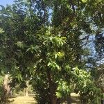 Magnolia champaca Hábito