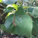 Chromolaena odorata Hoja