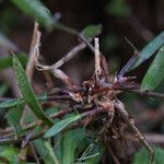 Eragrostis tenella Other