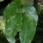 Prioria copaifera Φύλλο