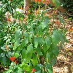 Aphelandra longiflora Συνήθη χαρακτηριστικά