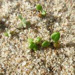 Eriogonum parvifolium Hábito
