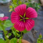 Malope trifida Flower