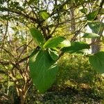 Viburnum carlesii Leaf