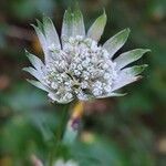 Astrantia major Virág