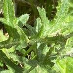 Cirsium tuberosum Blatt