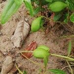 Anisophyllea quangensis Frukto