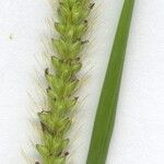 Setaria parviflora Квітка