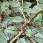 Cotoneaster franchetii Bark