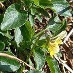 Viola arvensis Blomma