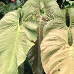 Anthurium dolichostachyum Vivejo