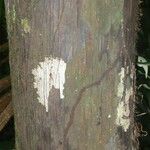 Oenocarpus bataua Bark