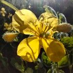 Chelidonium majus Flower