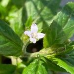 Epilobium roseum Kukka