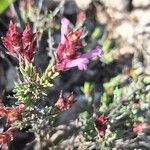 Thymus longiflorus Flower