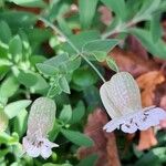 Silene uniflora 花