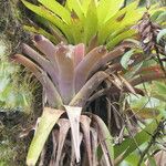 Vriesea platynema Leaf
