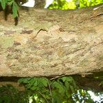 Lennea viridiflora Bark
