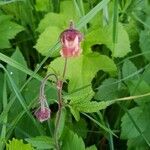 Geum rivaleКветка